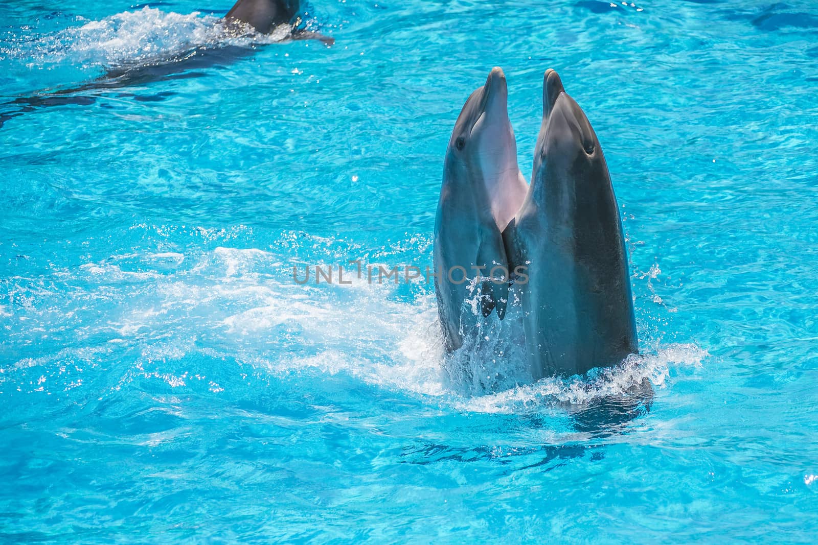 Dolphin pairs has demonstration of tango dancing. All the photos are shot July 25, 2013