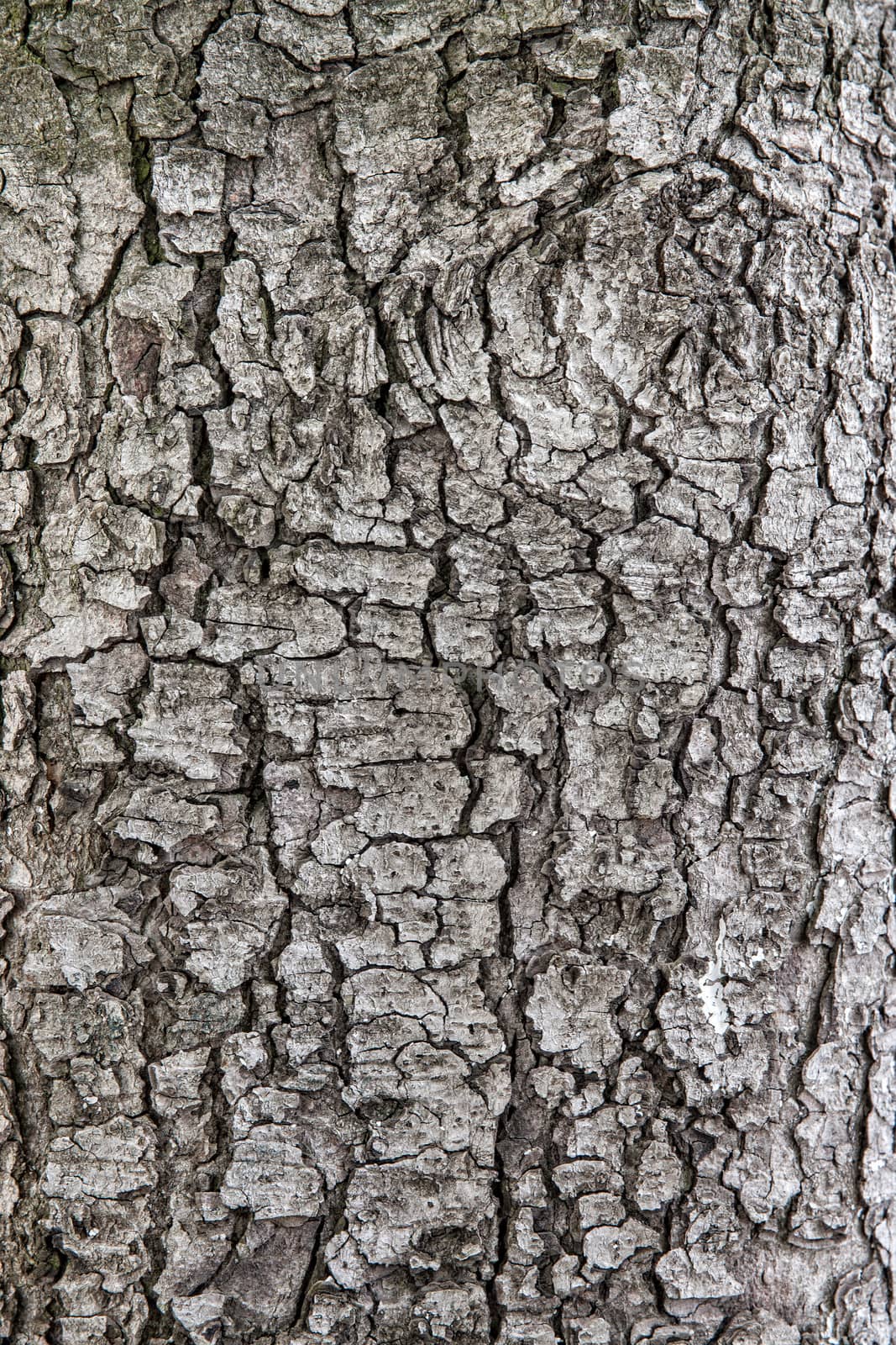 Old tree bark for natural textured background
