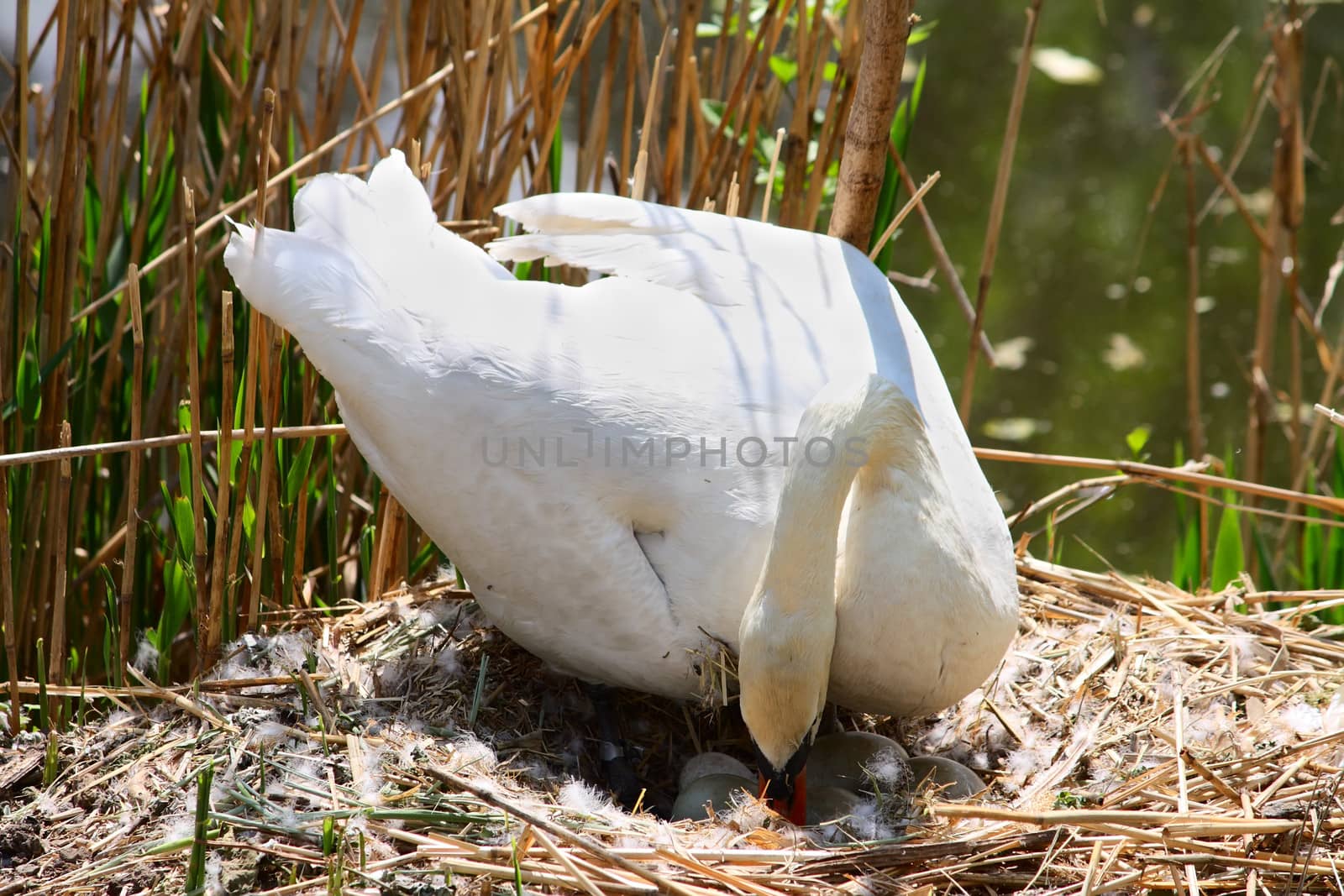 One swan sitting at a nest with some eggs