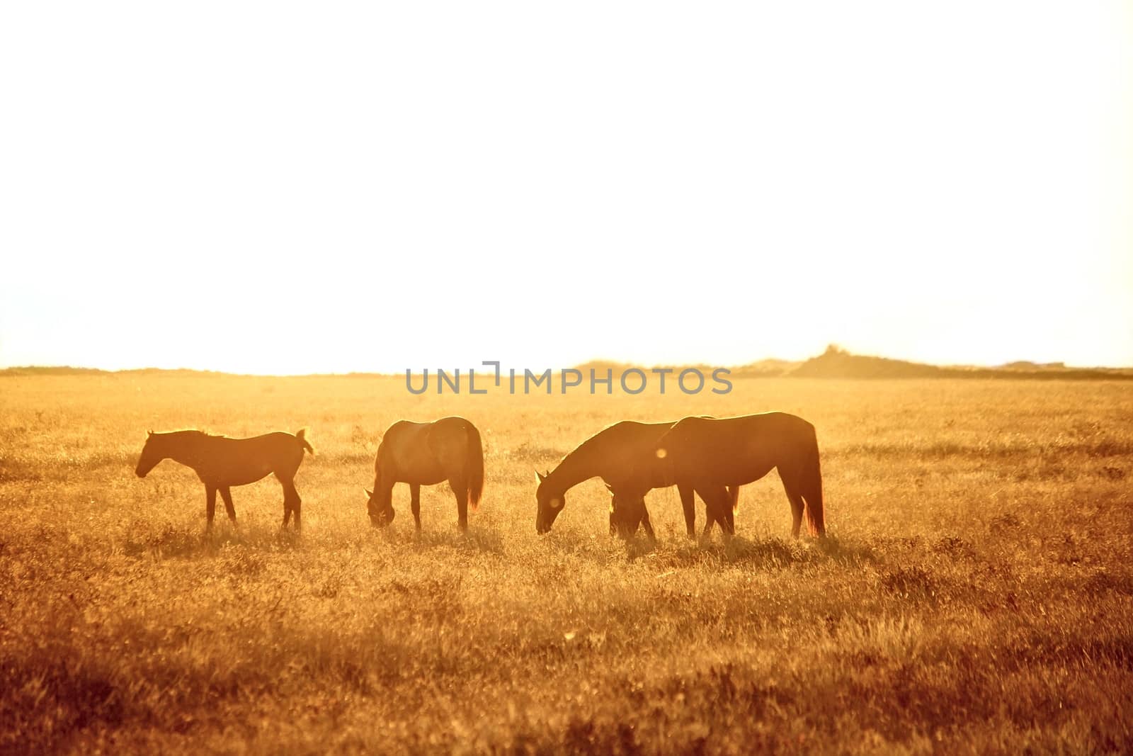 Some horses grazing on the field