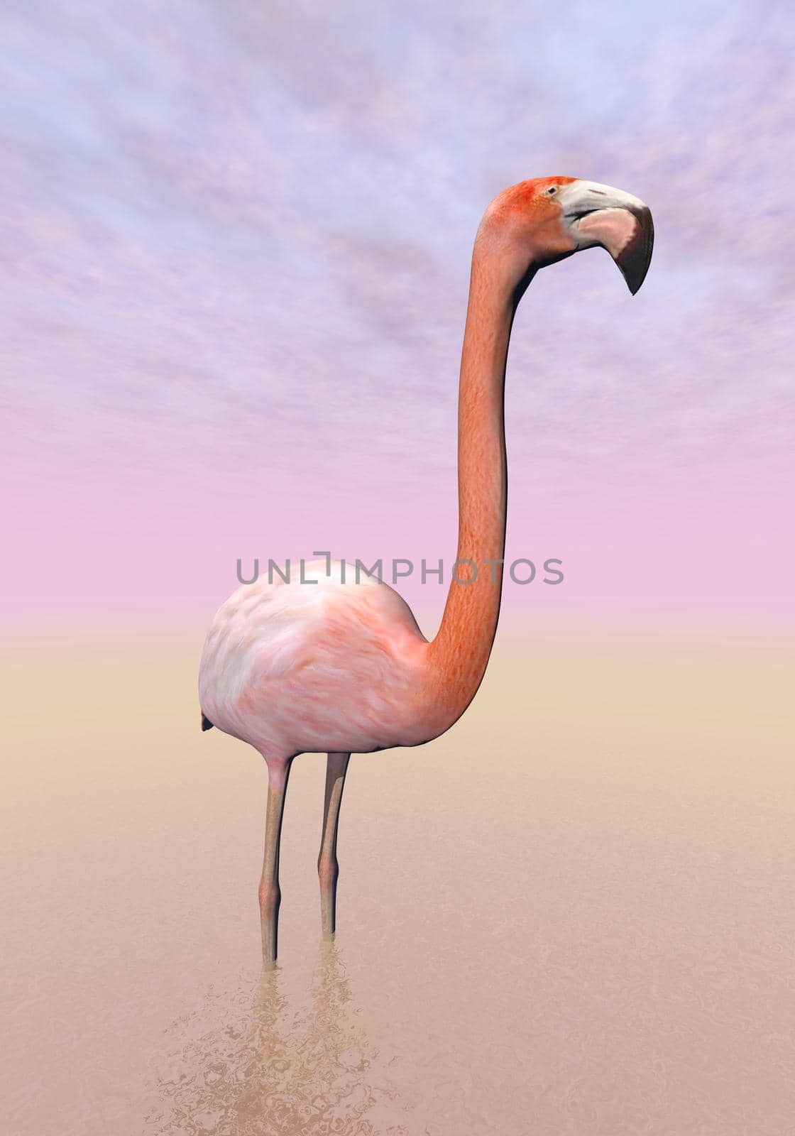 Single beautiful pink flamingo in the water and violet sky