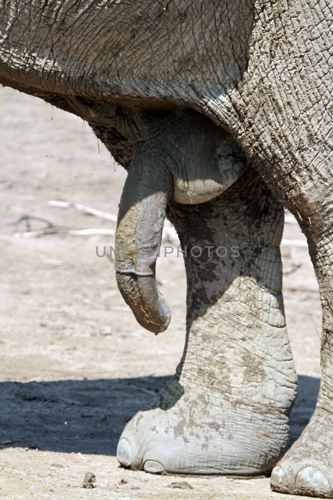 Male elephant penis by Elenaphotos21