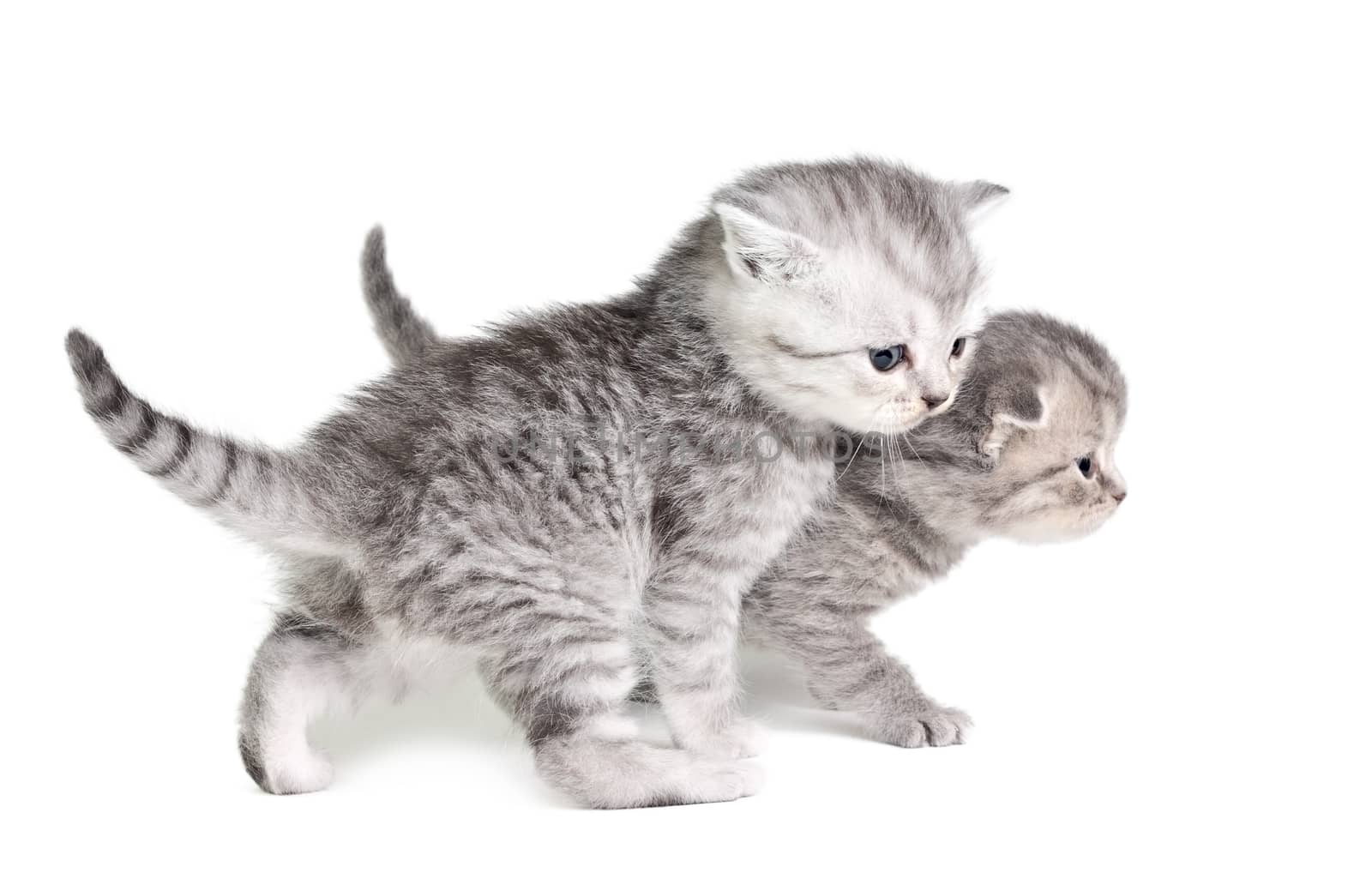 Two little kittens isolated on the white