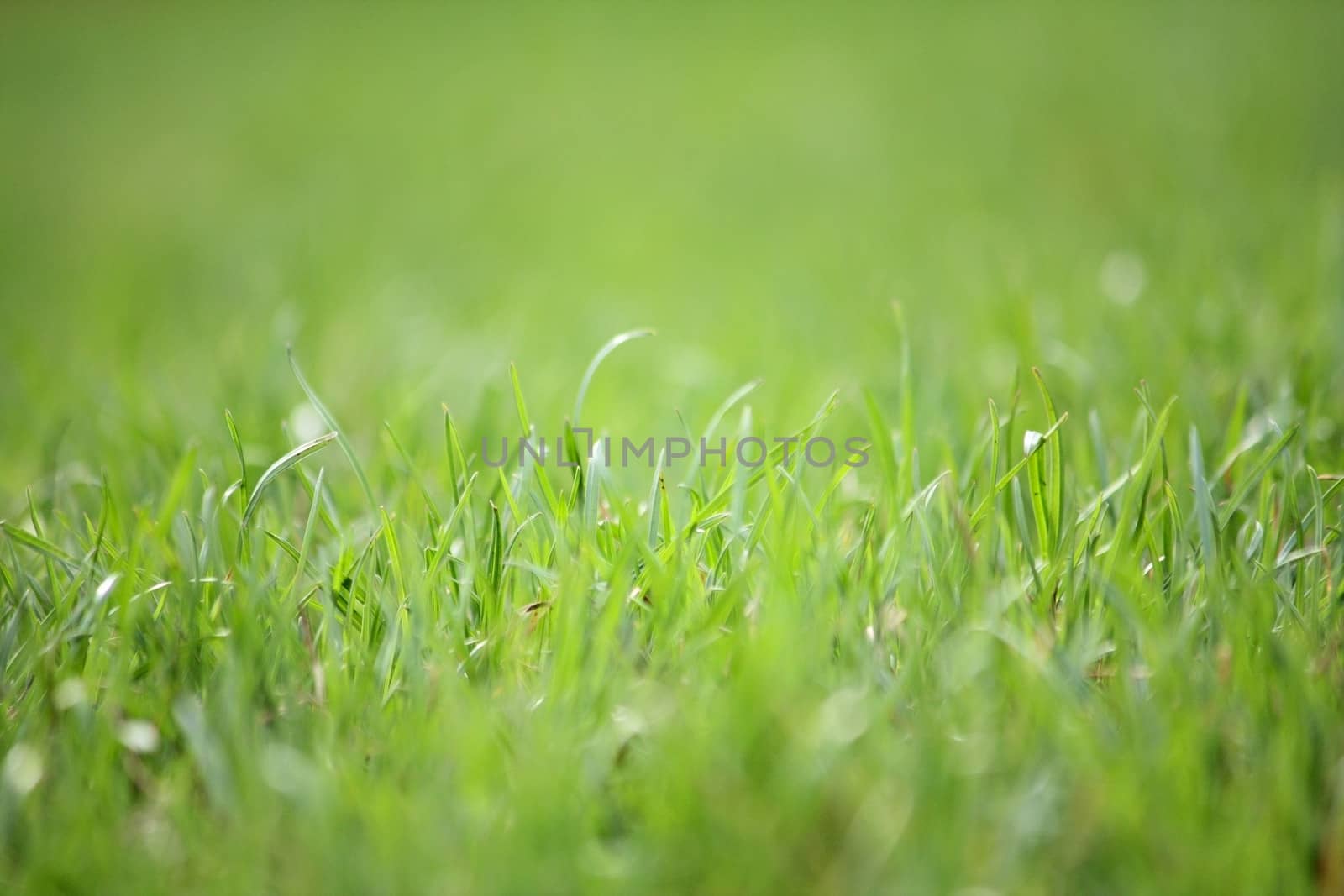 Macro photo of a green grass