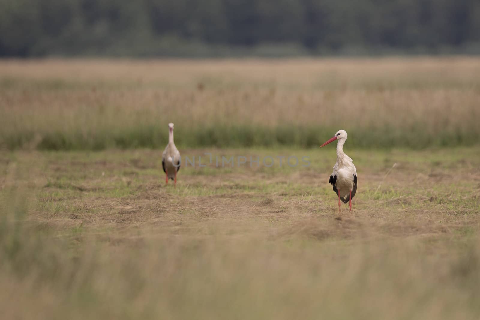 White storks by johan10