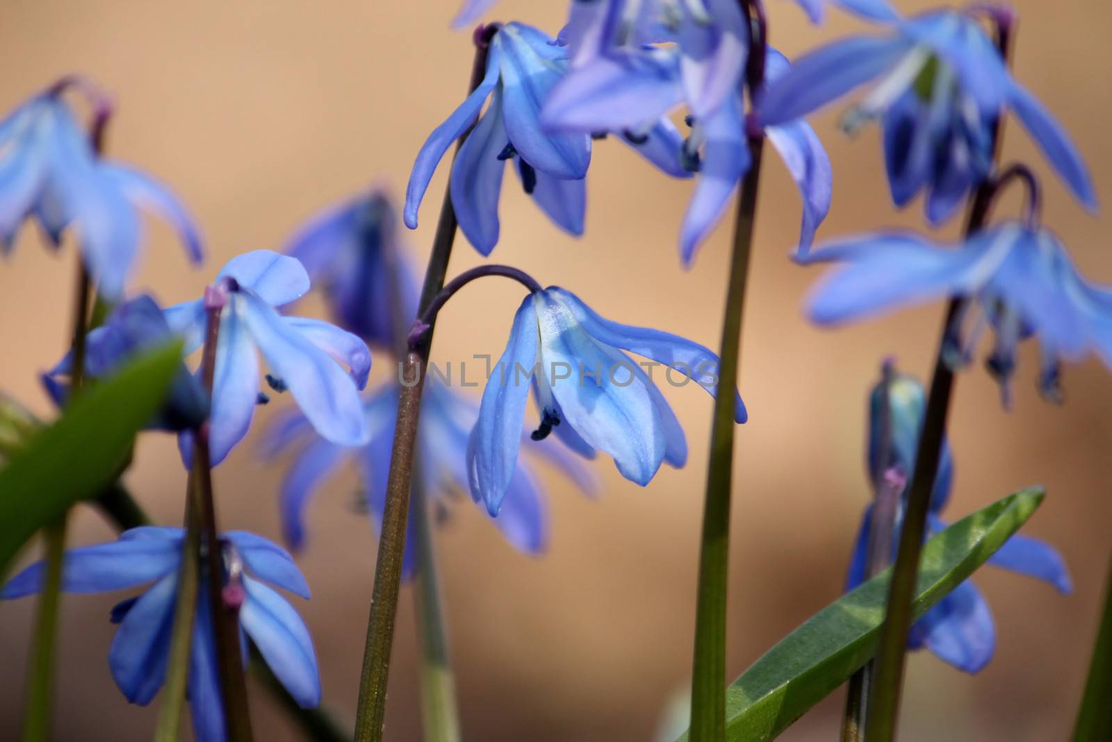 Some blue snowdrops