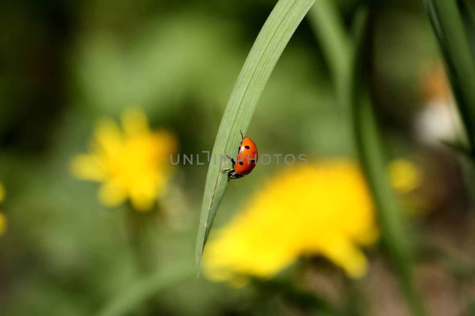 Ladybug on the leaf by dedmorozz