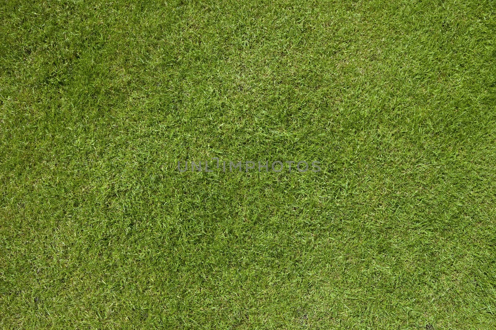 High quality green weed free close cut grass lawn
