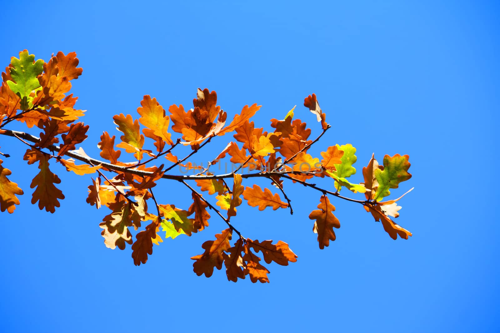 Colored leafs on tree on a blue sky background