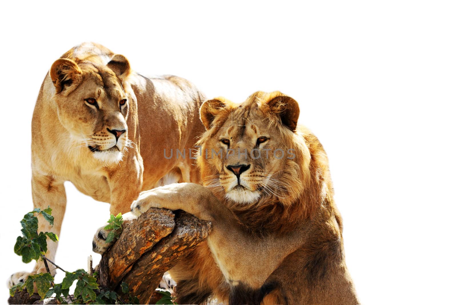 Lion family portrat isolated on the white