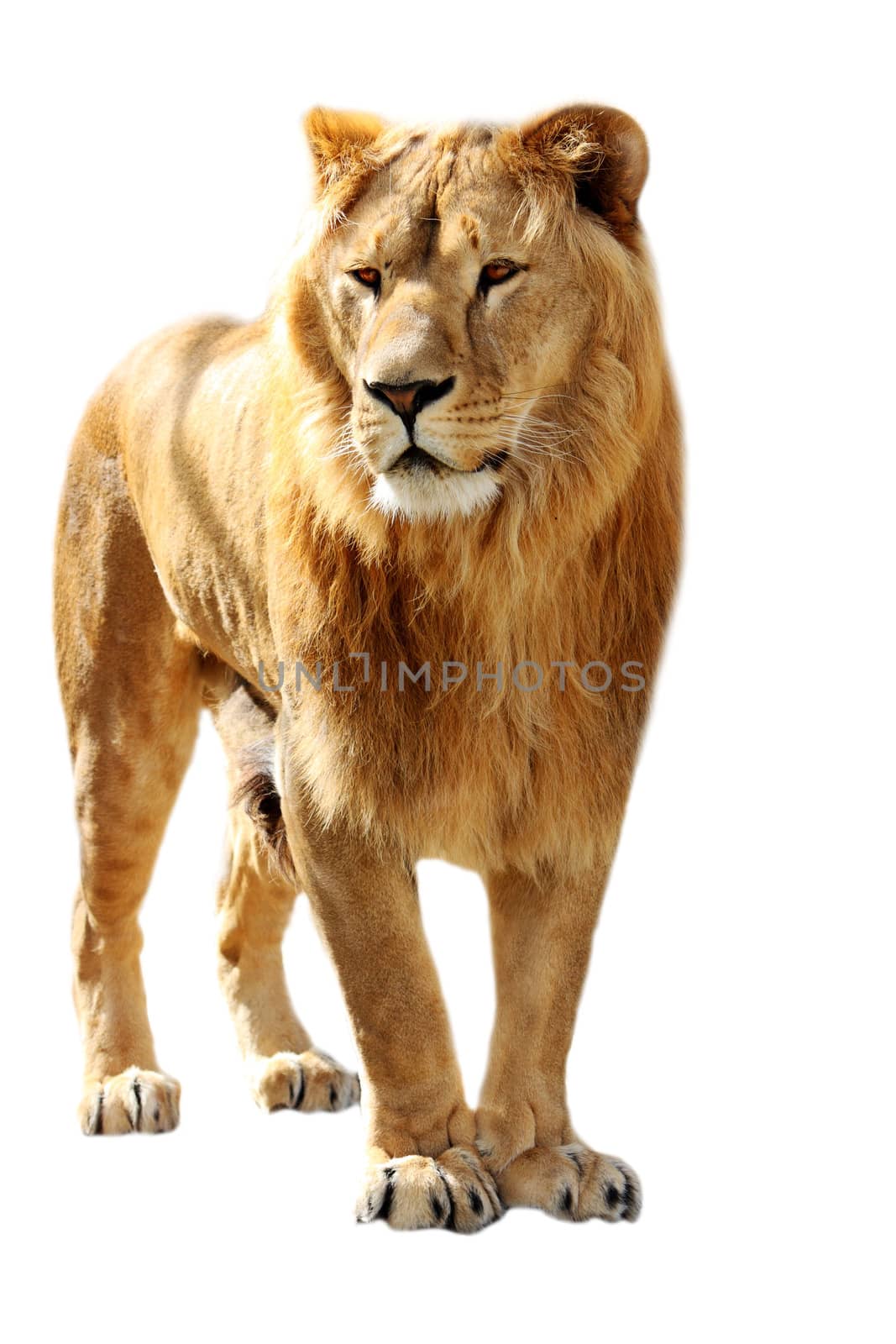 Big lion stands isolated on the white