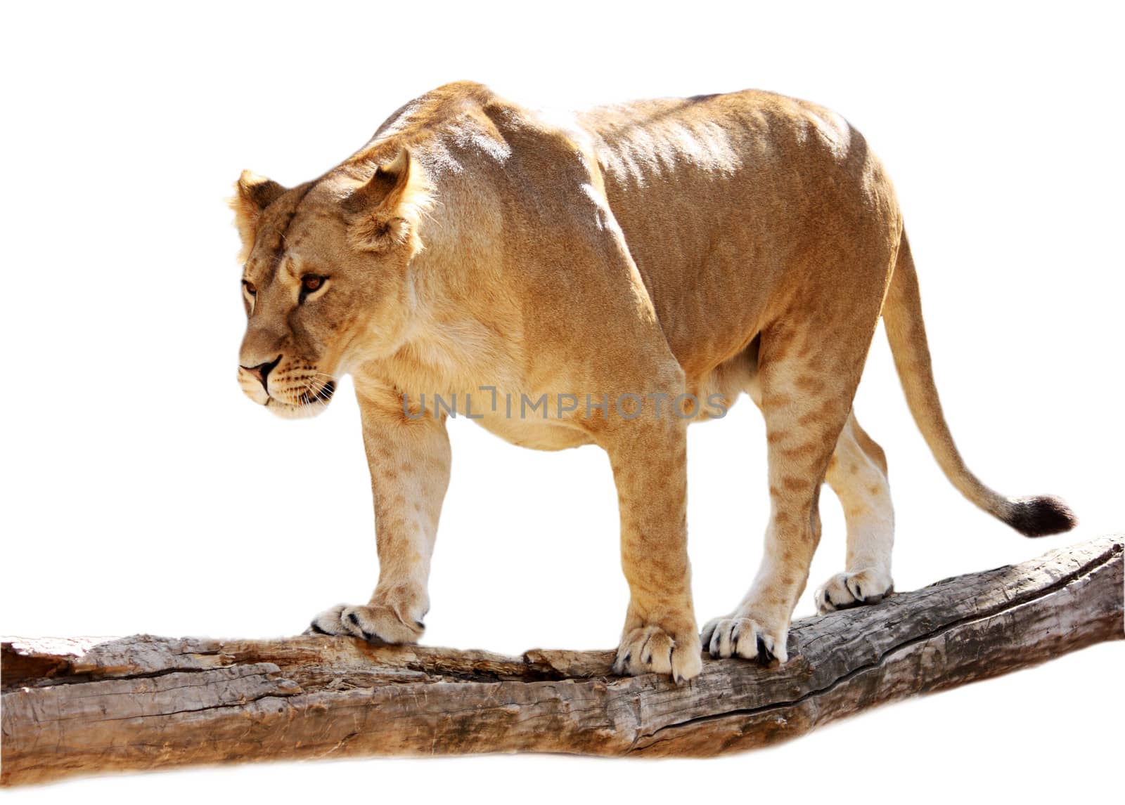 Lioness on a log by dedmorozz