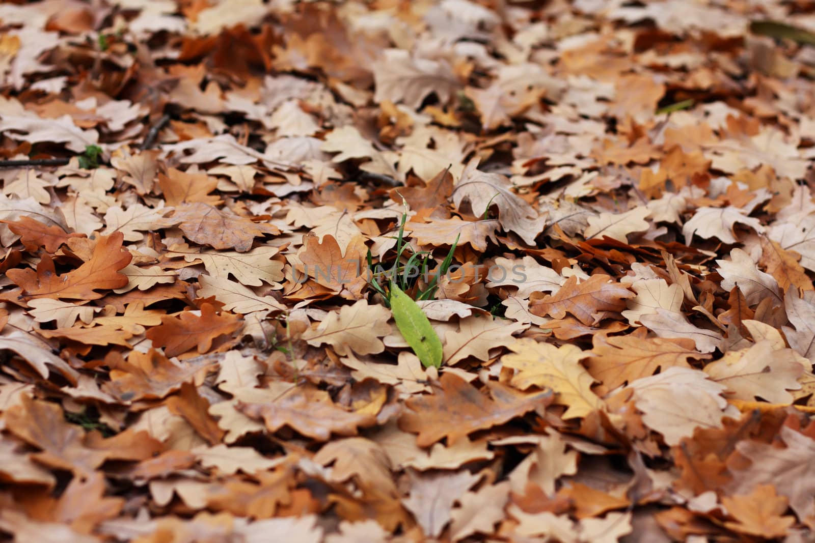 blade of grass among oak's leafs on a autumn park