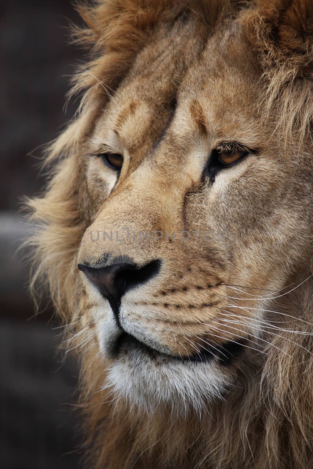 Big beautiful lion portrait