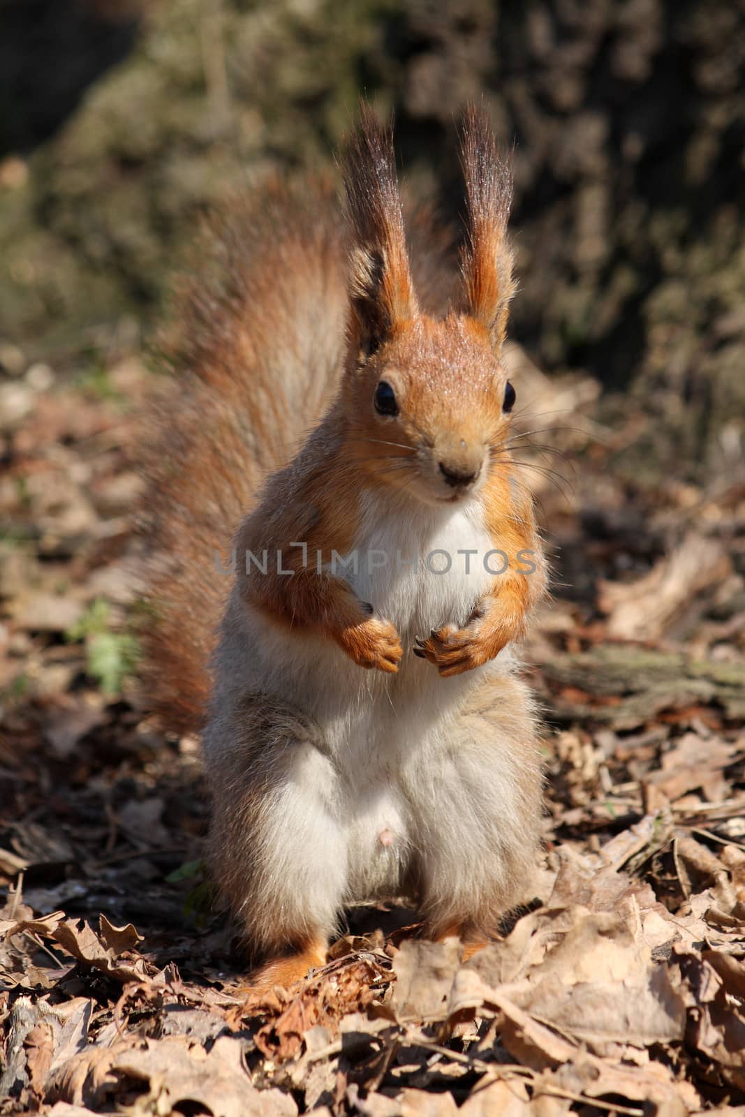 Small beautiful squirrel in a city park