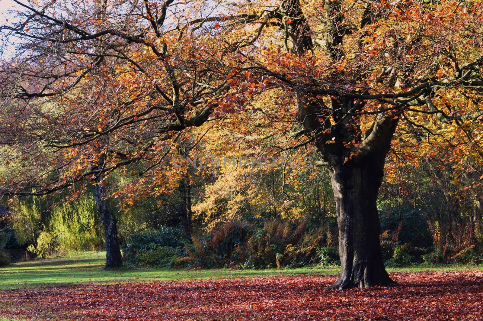 A color Autumn landscape.