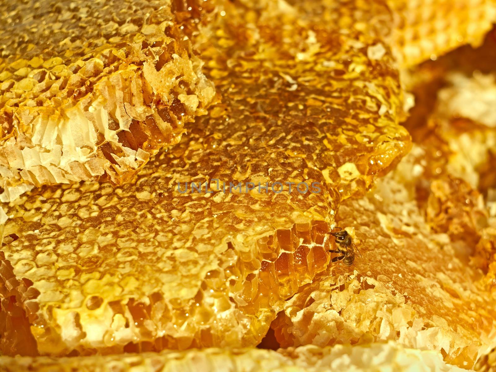 Bee on the honeycomb surface by qiiip