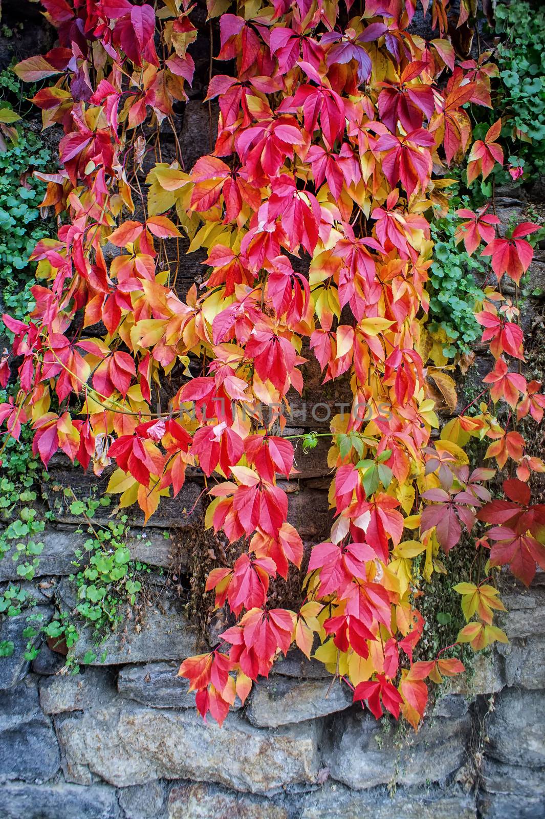 Autumn leaves in different colors against a rock wall