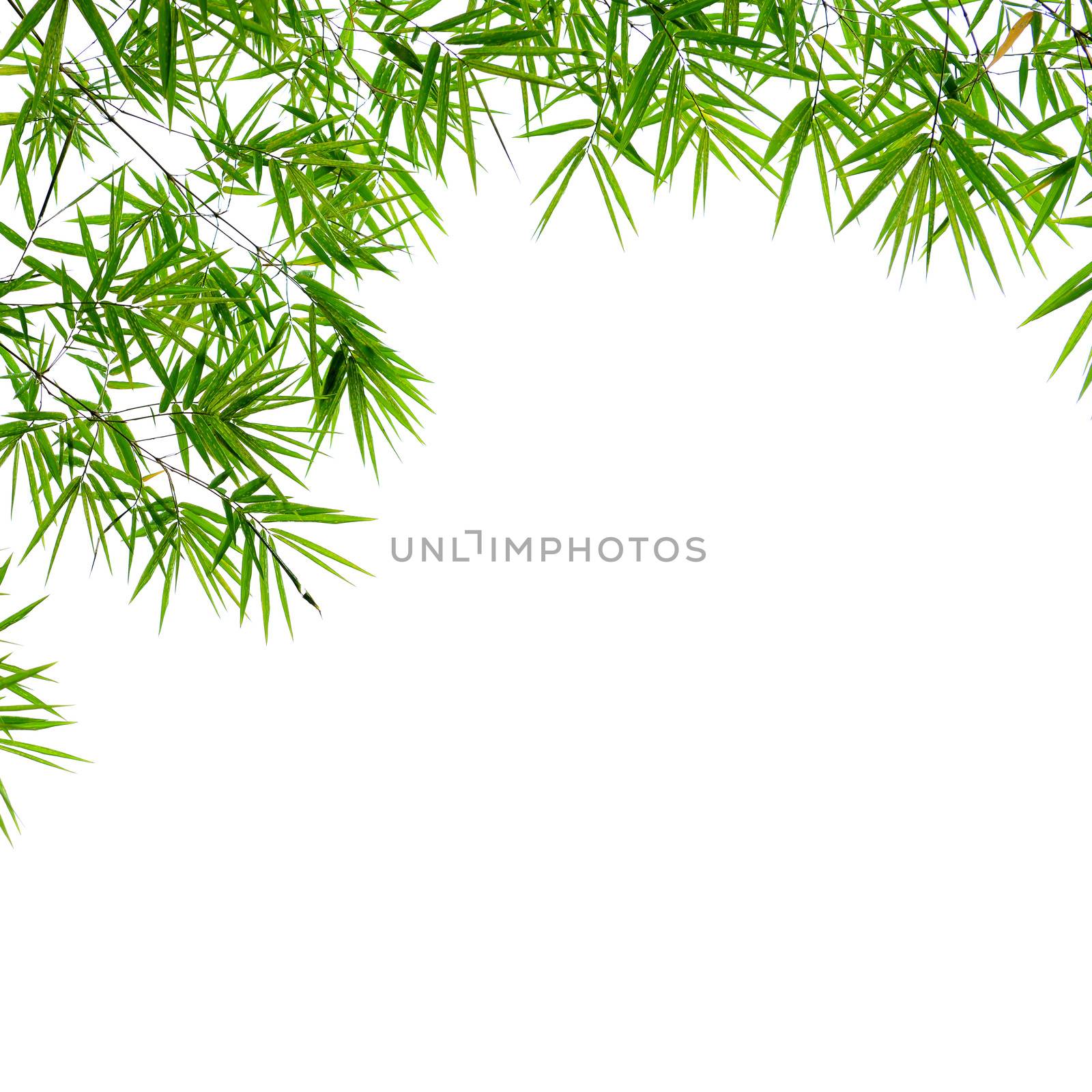 bamboo leaves by antpkr