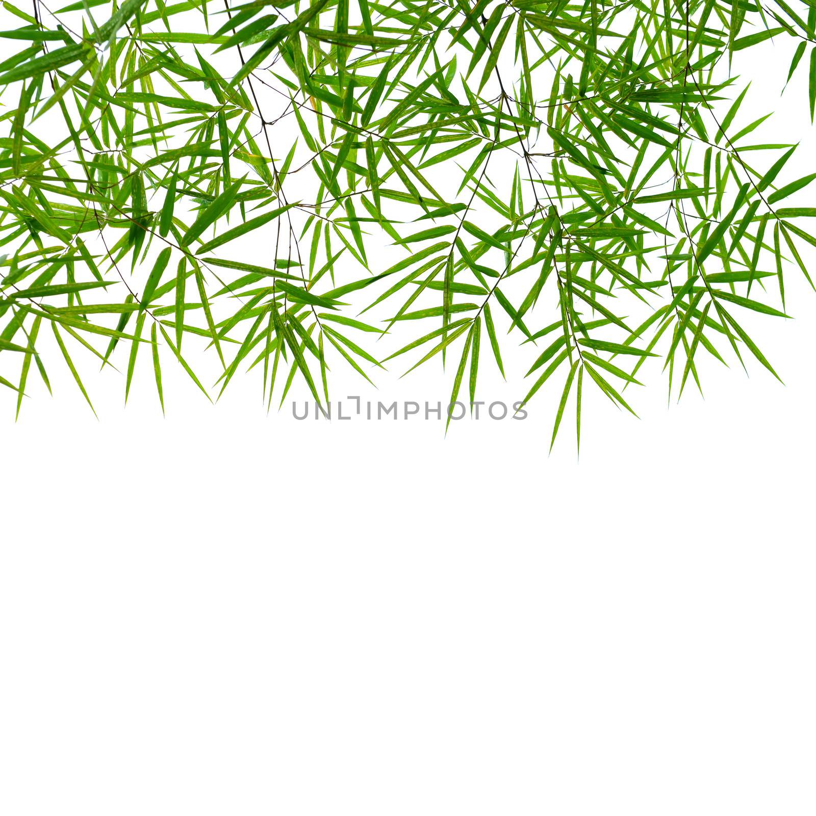 bamboo leaves background