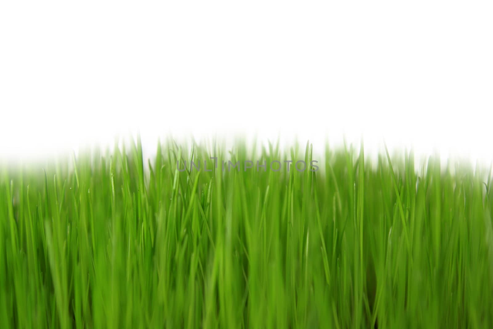 green grass with white background 