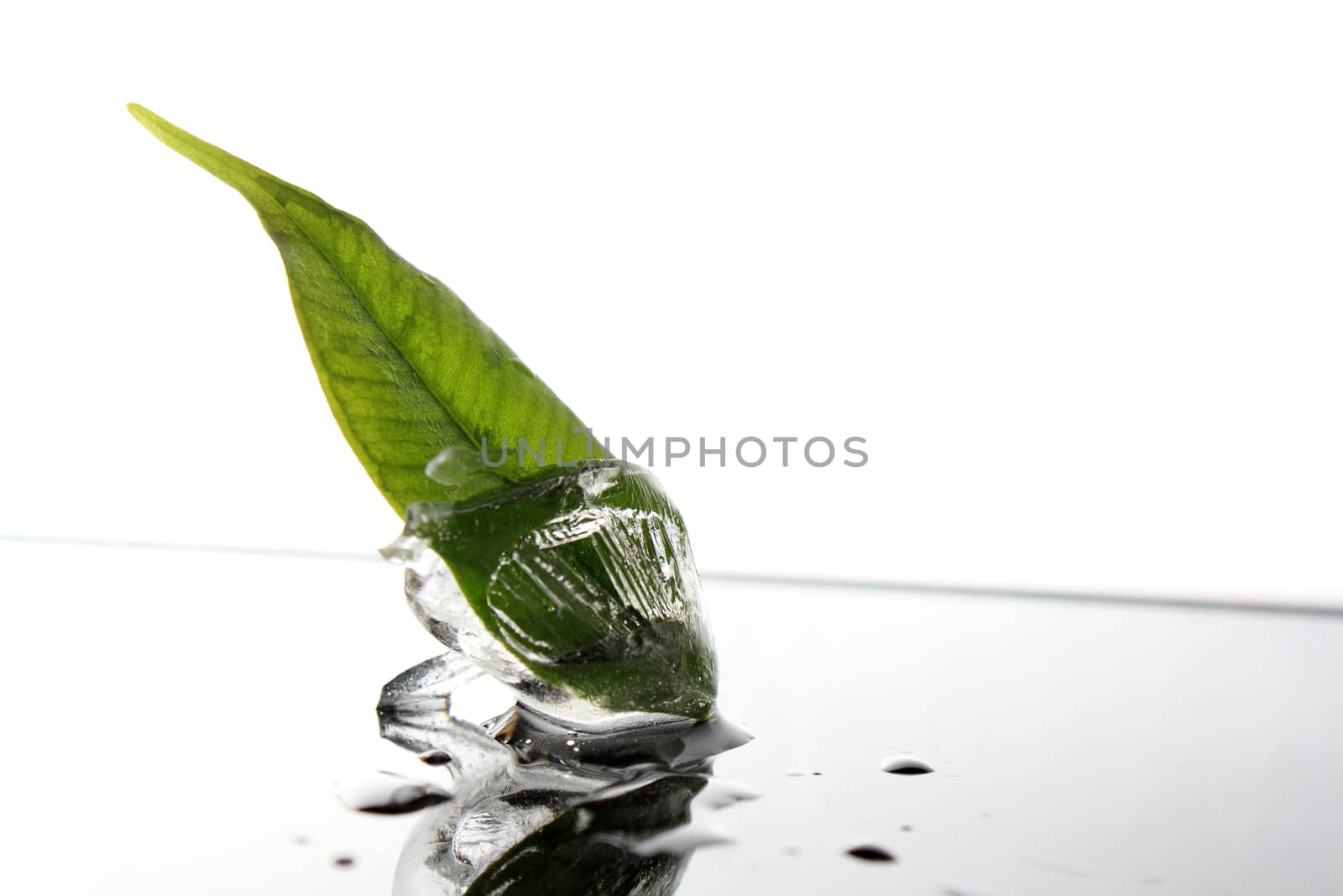 plant in ice cube by Tomjac1980