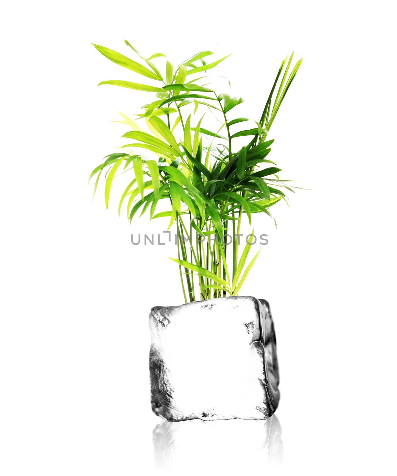 a plant growing out of a ice cube with white background