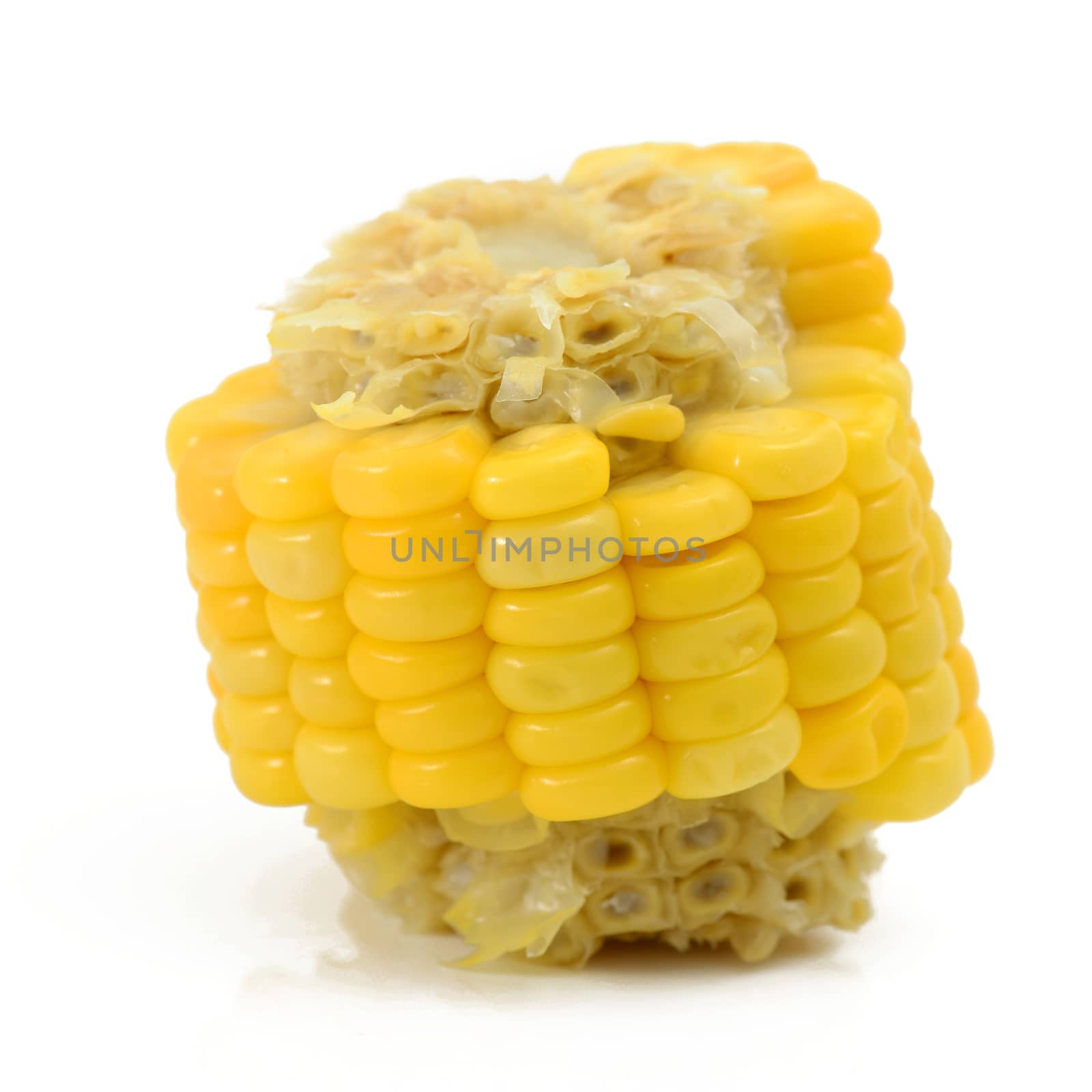 Eating Corn Isolated on White