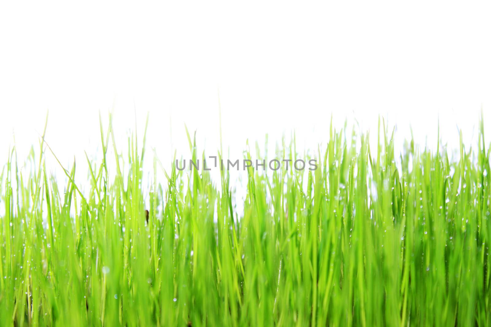 green grass with white background 