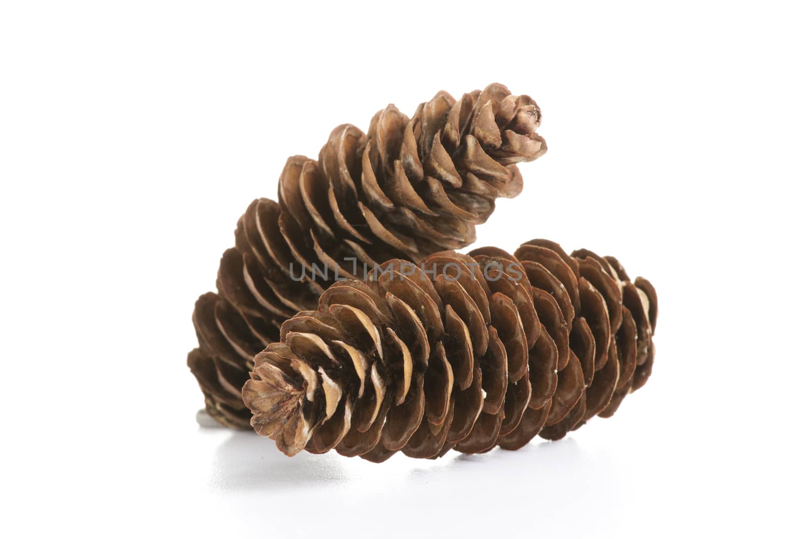 Pine cones isolated on white 