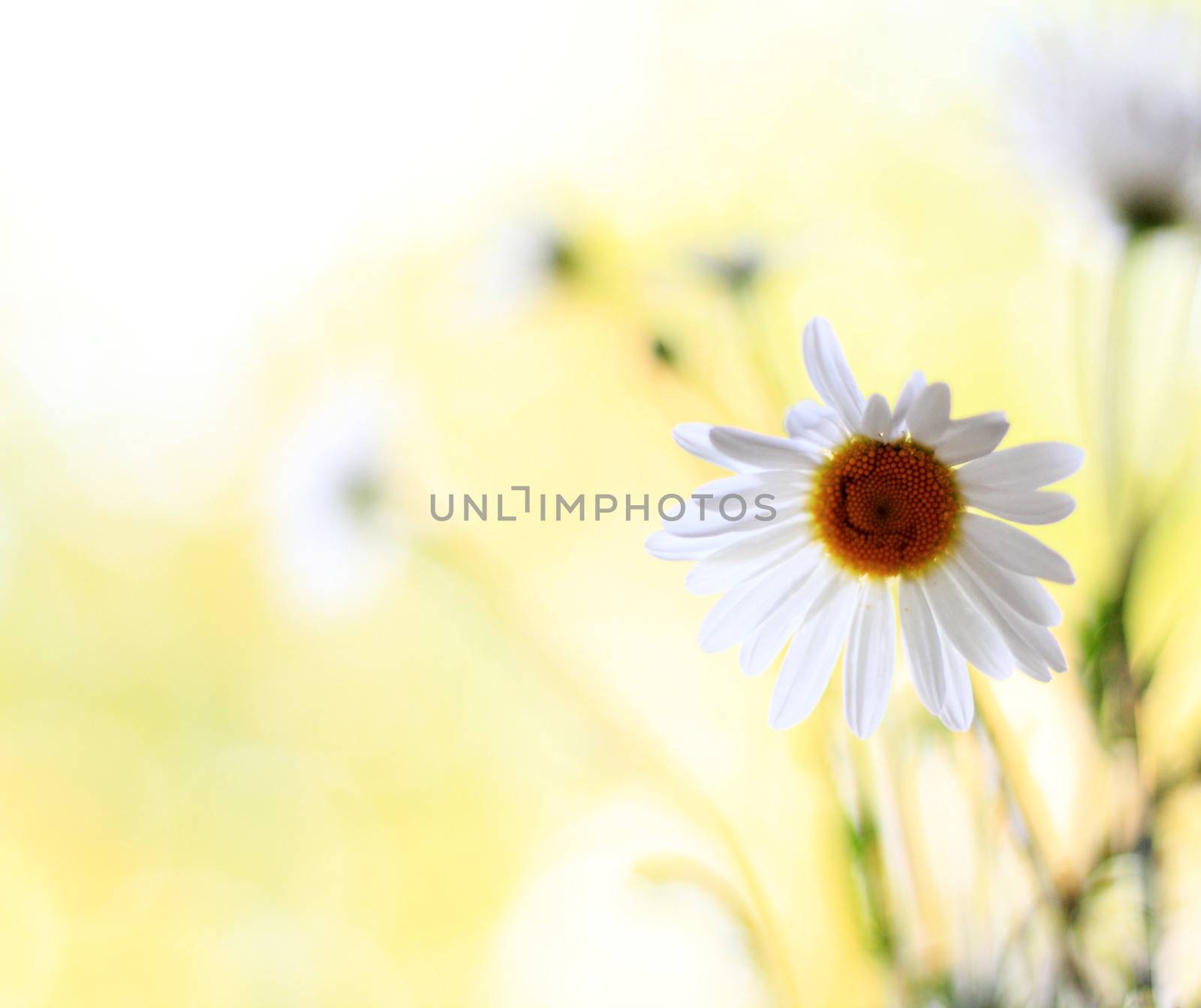 Daisy Flowers, Field 