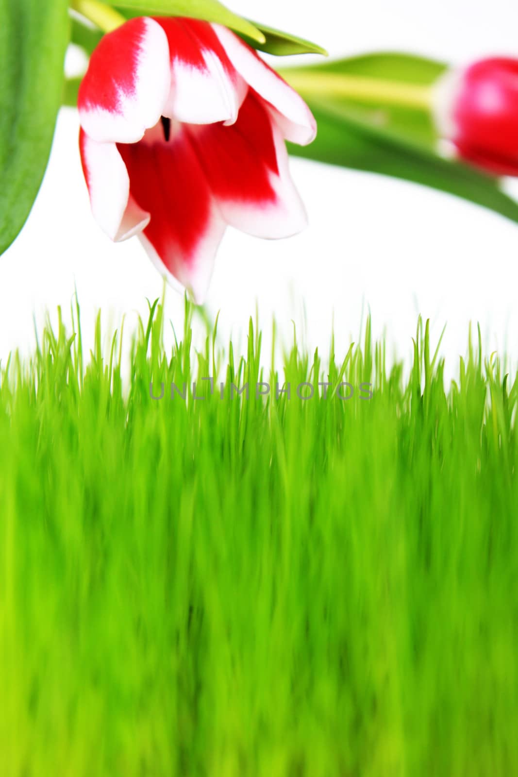 Big grass an tulips isolated on white background 