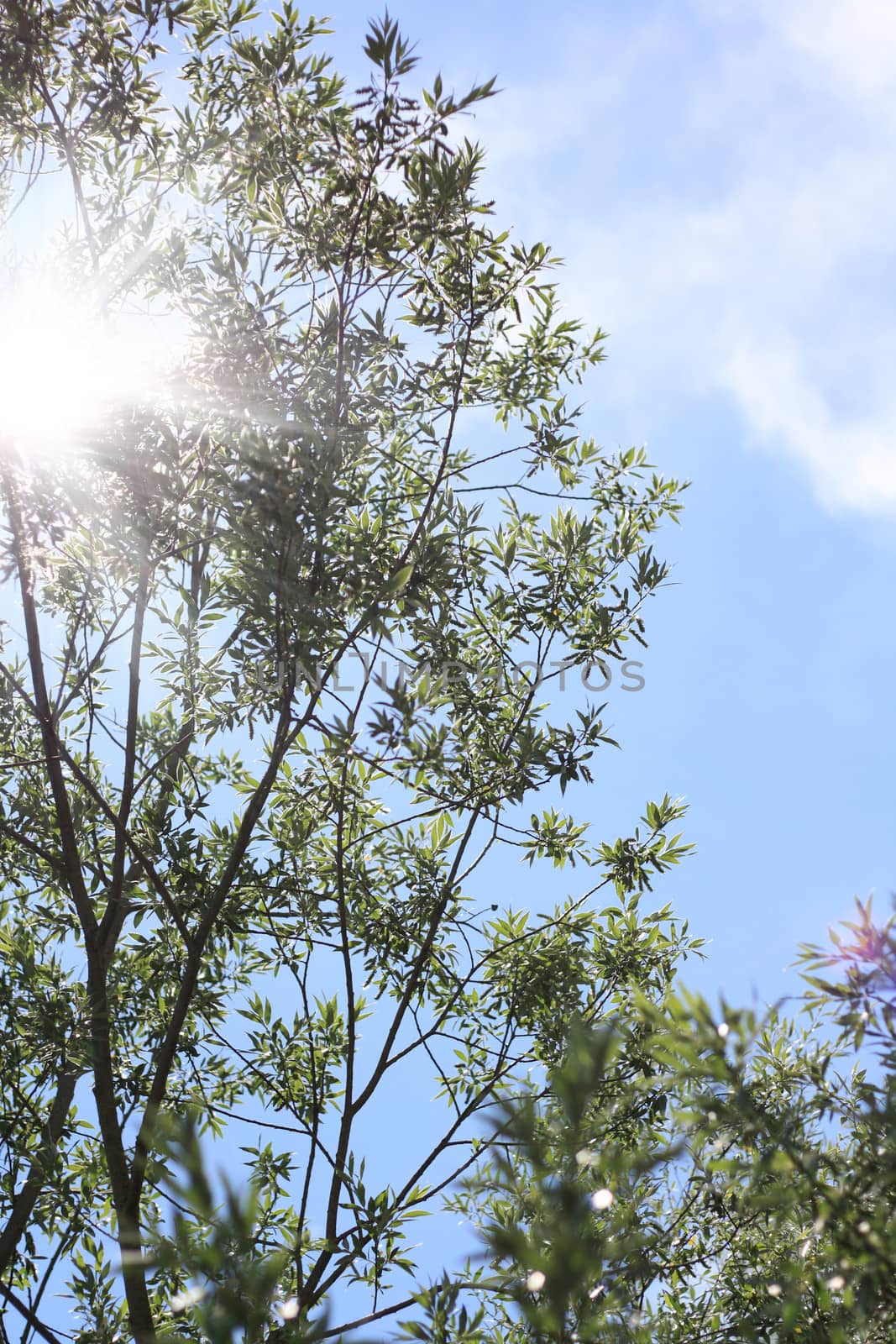 green forest, tree with leaves and sun light bottom view background 