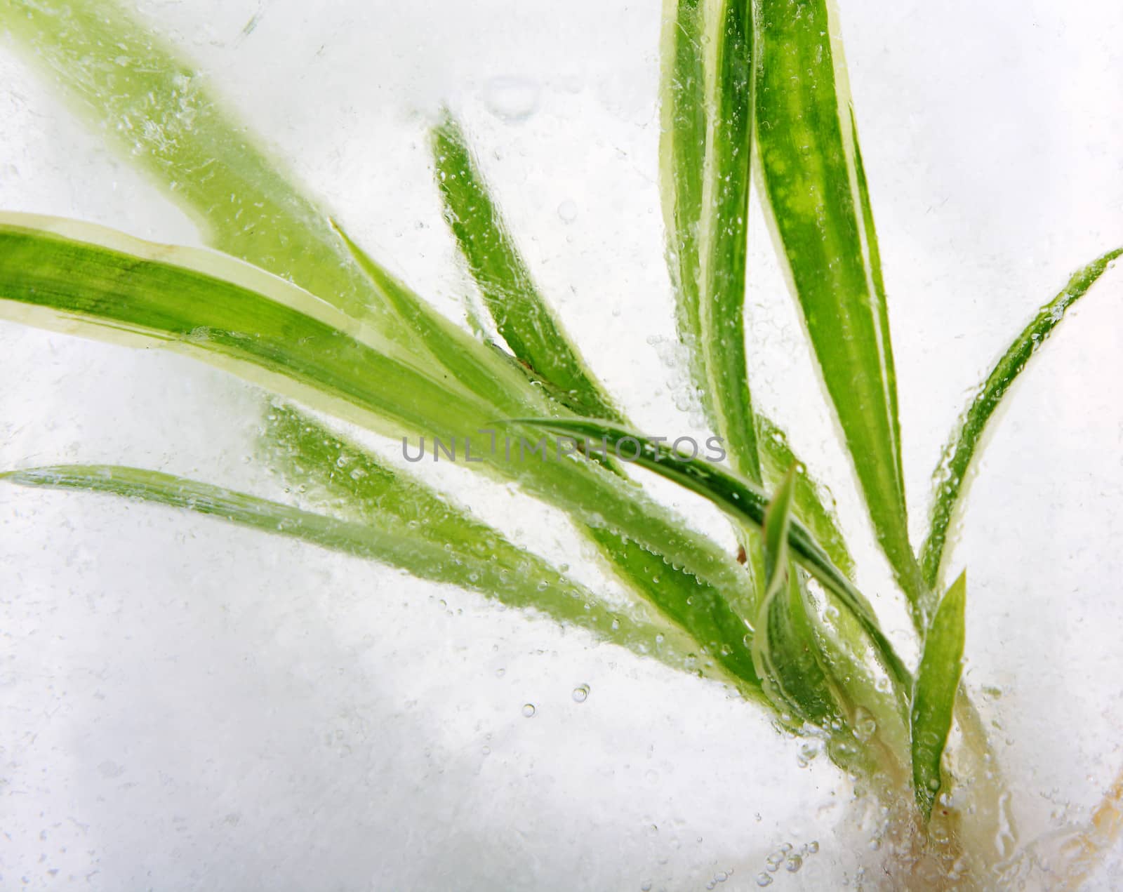 leaves of a plant in ice cube 