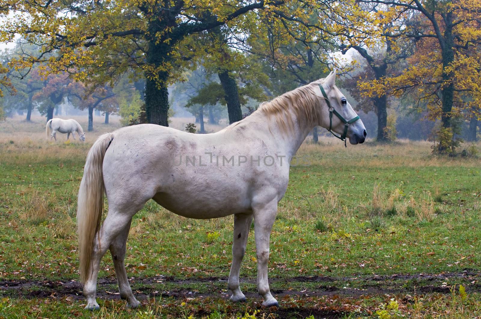 Loose white horse in a field with another in background