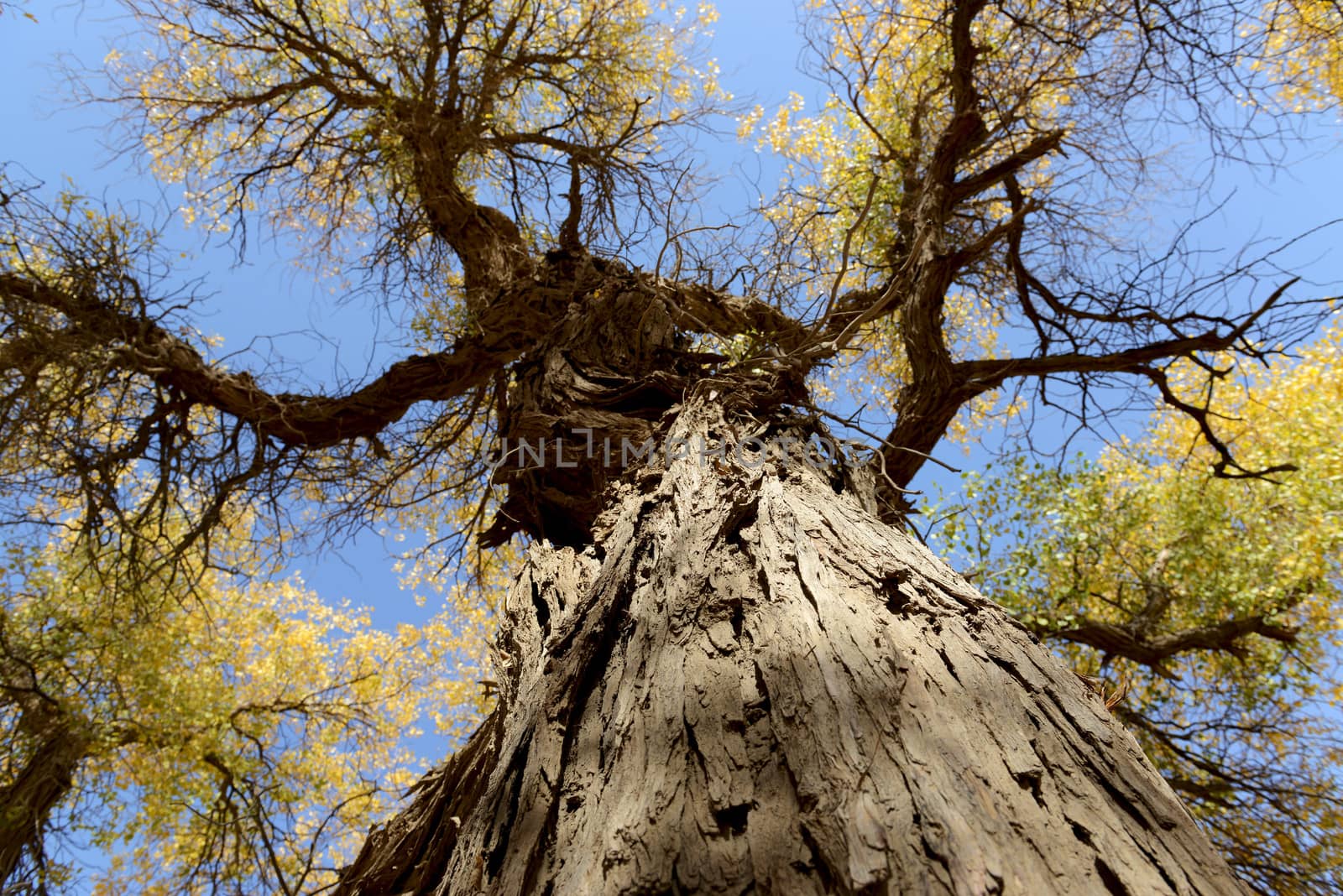 Populus euphratica trees in Ejina, Inner Mongolia, China