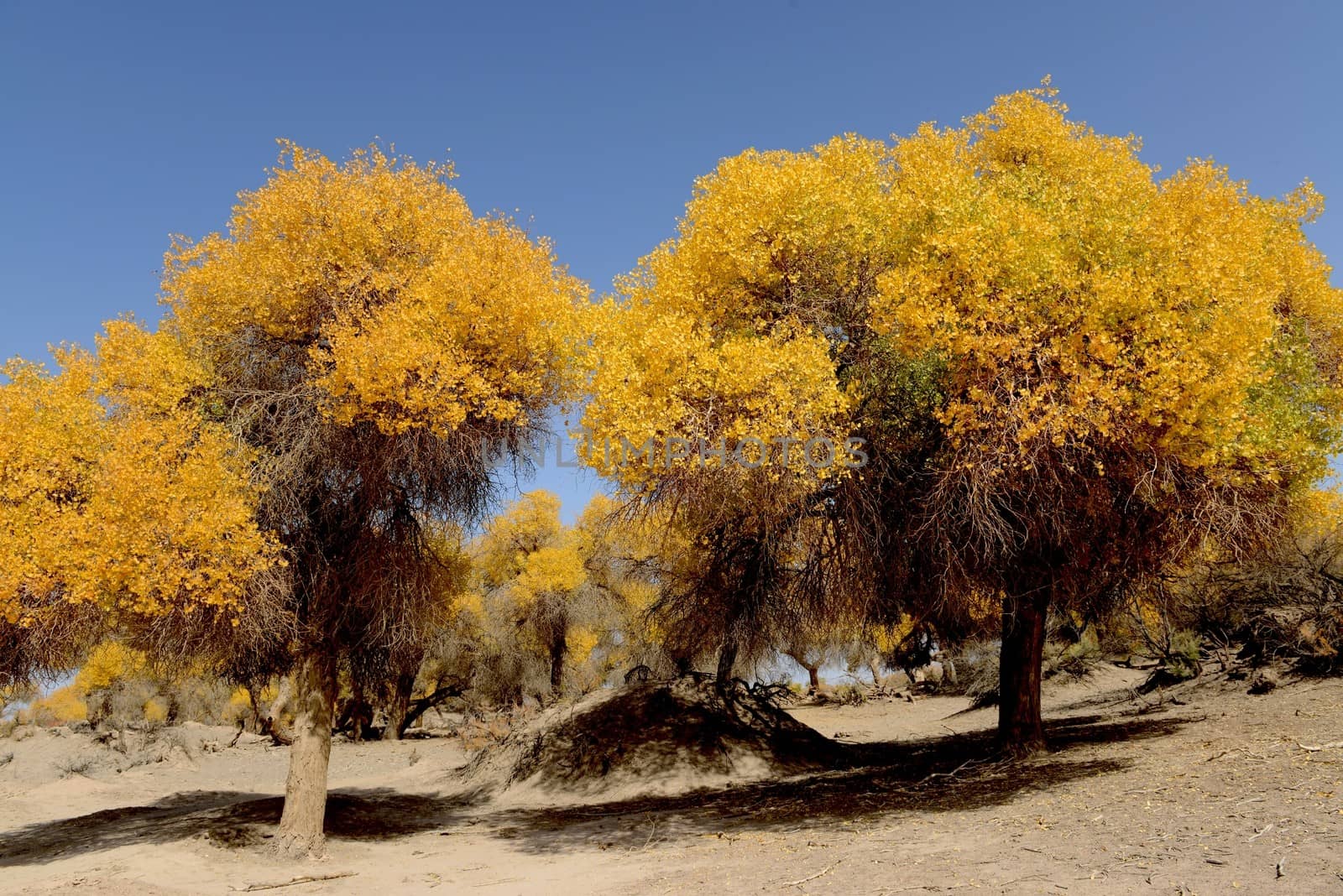 Populus euphratica trees in Ejina, Inner Mongolia, China