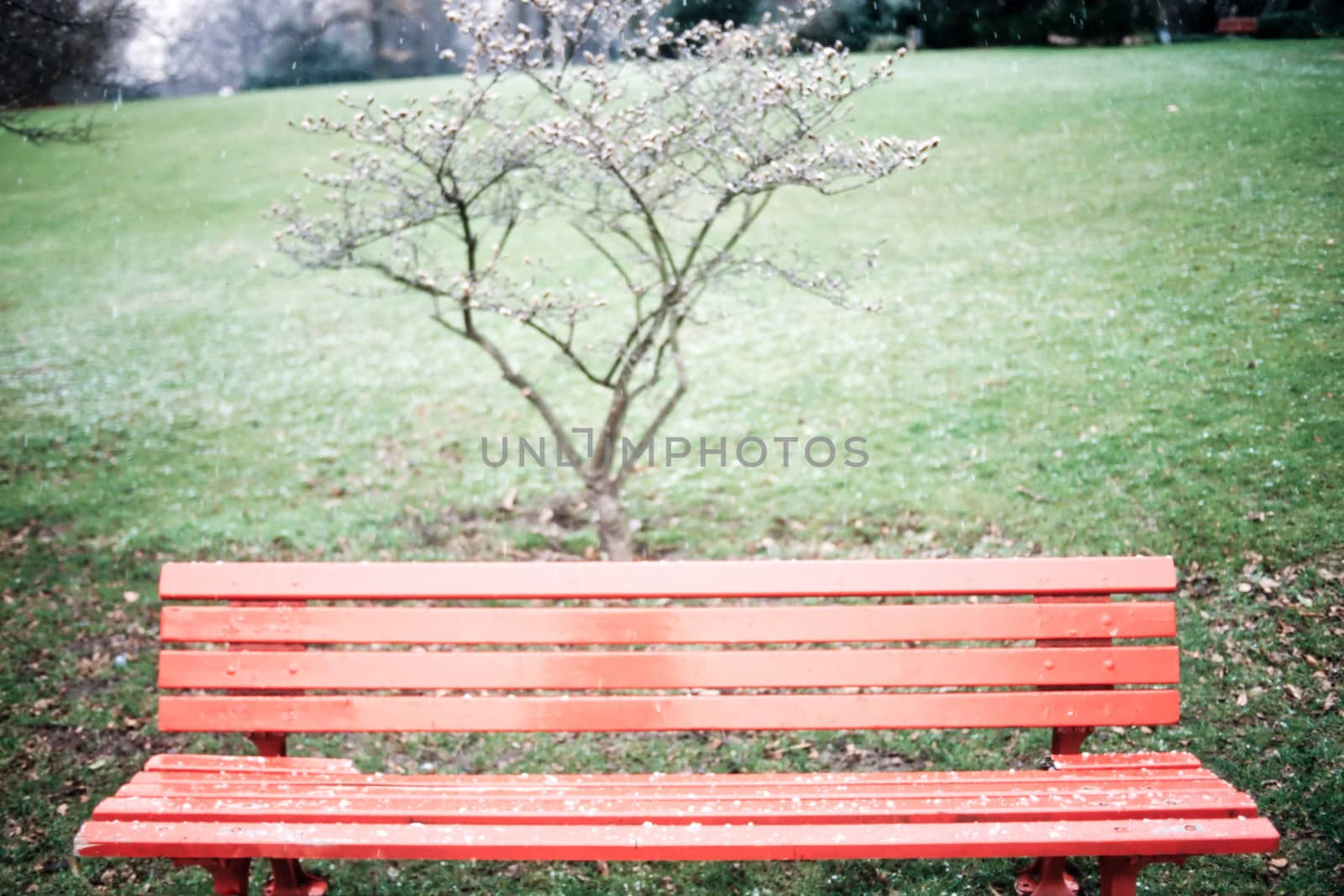 First winter snowflakes on empty wooden red bench in park on green lawn with a small defoliated shrub behind it