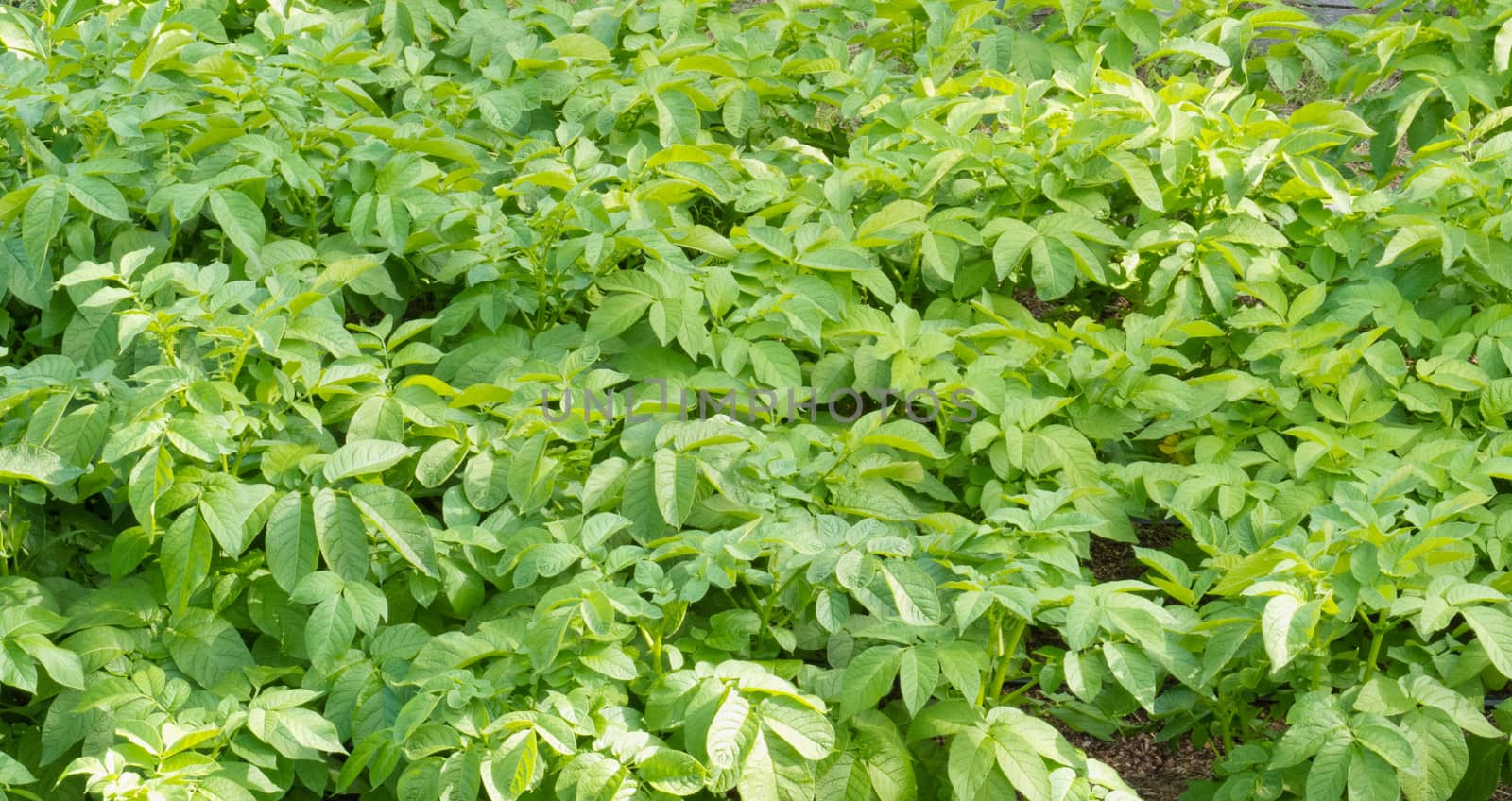 Cultivated potato plants agriculture background by PiLens