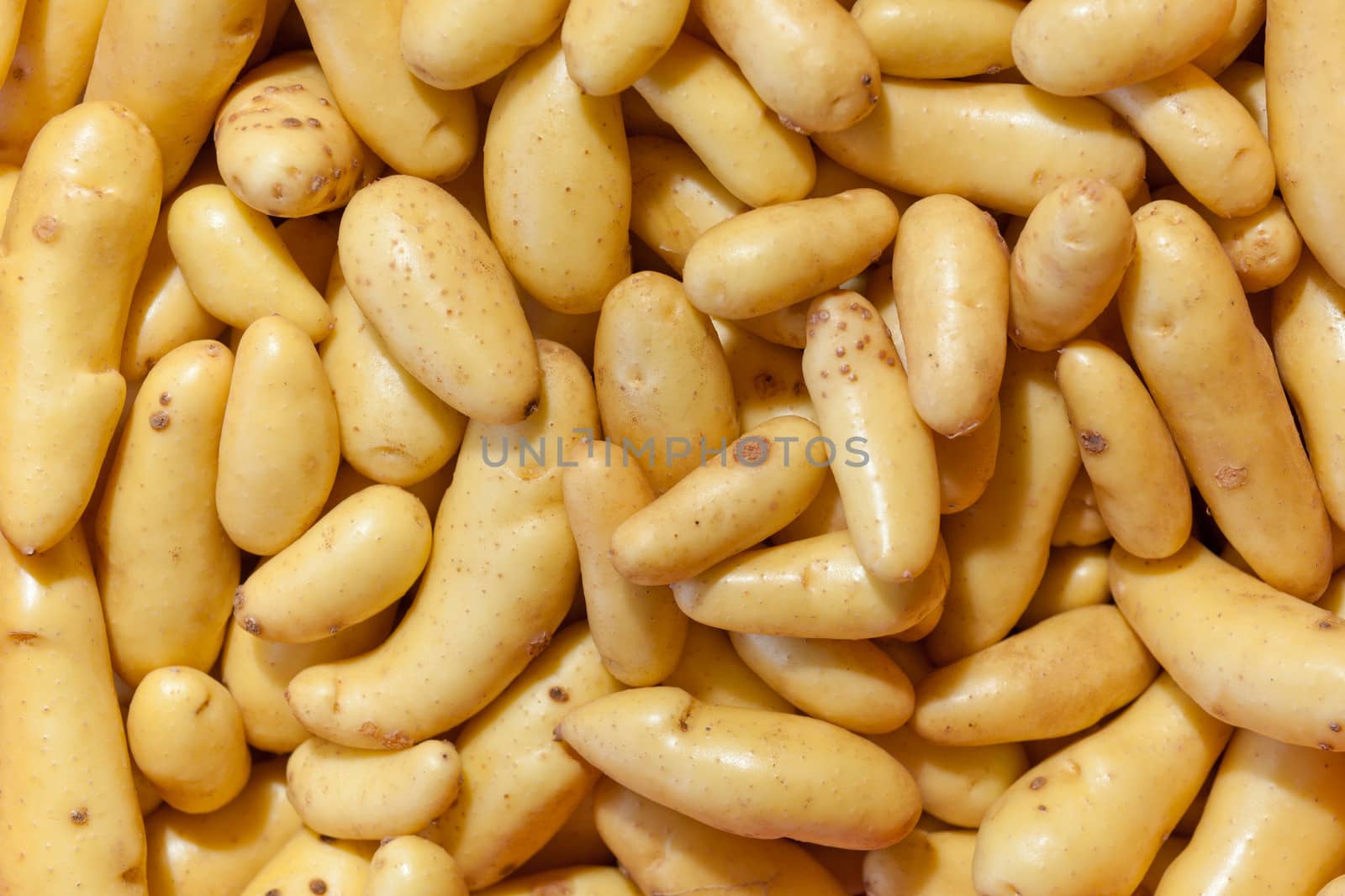 Fresh harvest of Russian Banana Fingerling Potatoes as a raw food farming agriculture background texture pattern