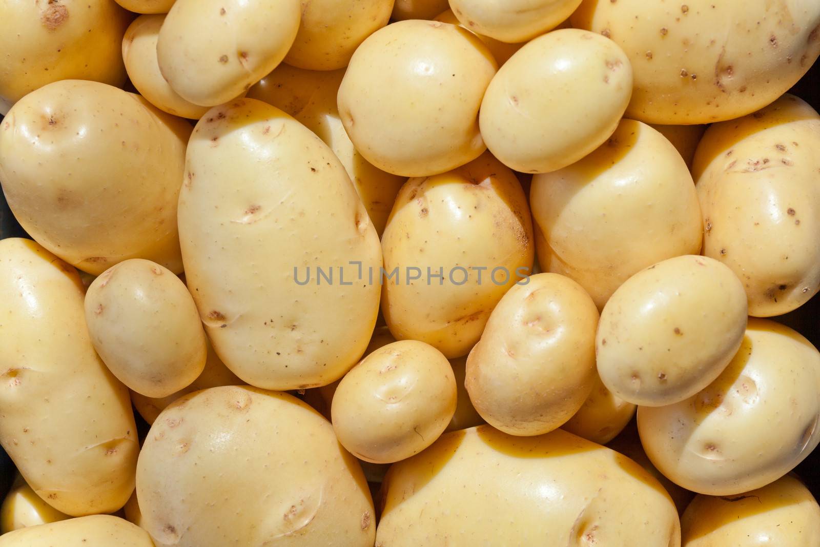 Yukon Gold potatoes fresh harvest food background by PiLens