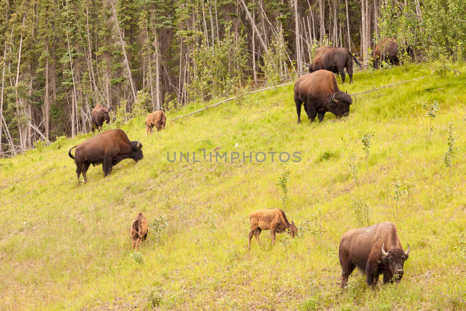 Herd of wood buffalo or wood bison, Bison bison athabascae, grazing on pasture alongside woodland