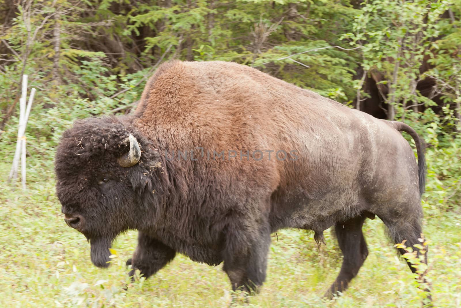Male wood buffalo Bison bison athabascae walking by PiLens
