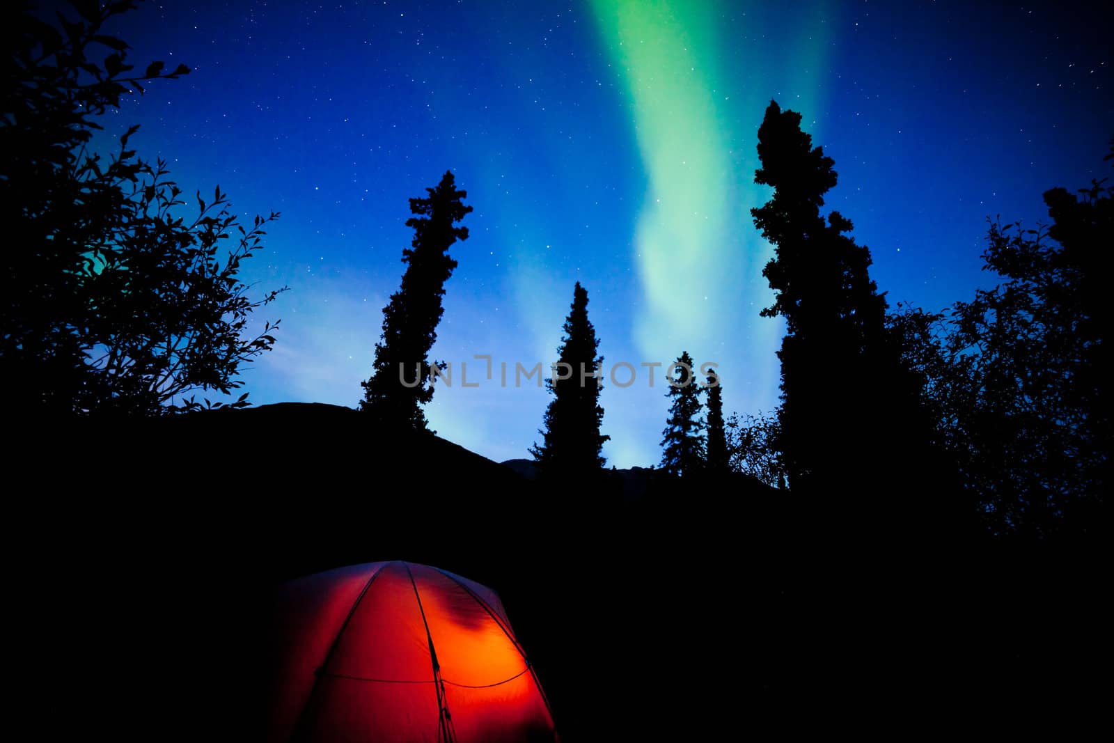 Tent camping in boreal forest taiga under a flare of northern lights, Aurora borealis, or polar lights in starry night sky