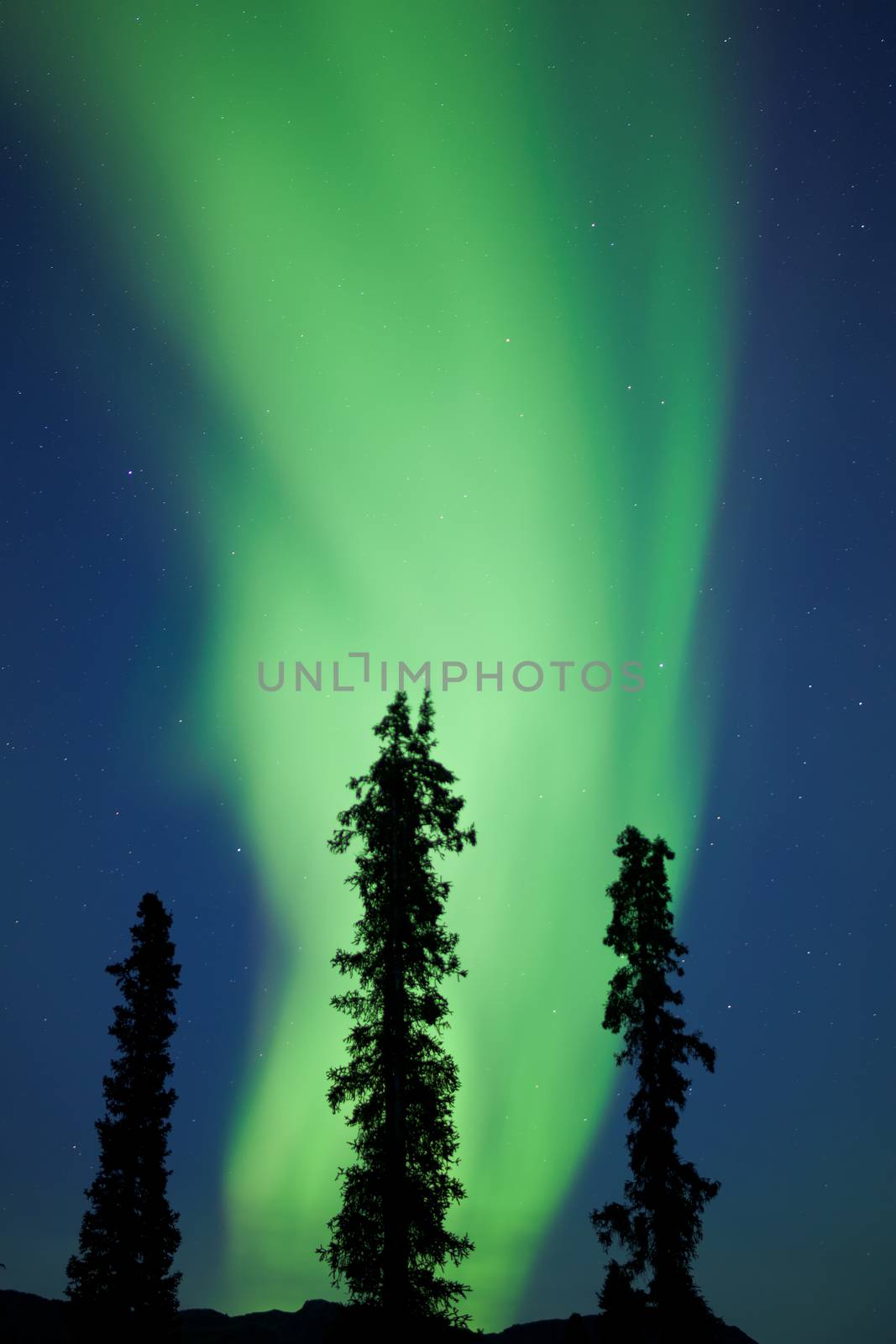 Yukon taiga spruce Northern Lights Aurora borealis by PiLens