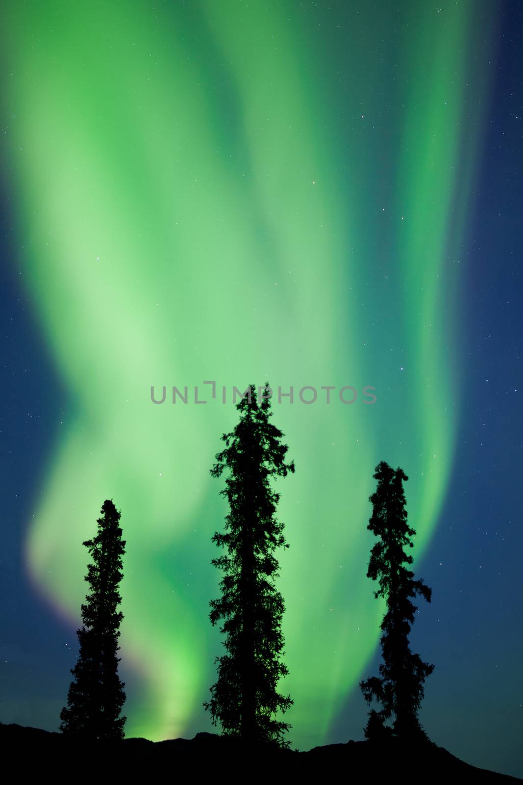 Intense bands of Northern lights or Aurora borealis or Polar lights dancing on night sky over boreal forest spruce trees of Yukon Territory, Canada