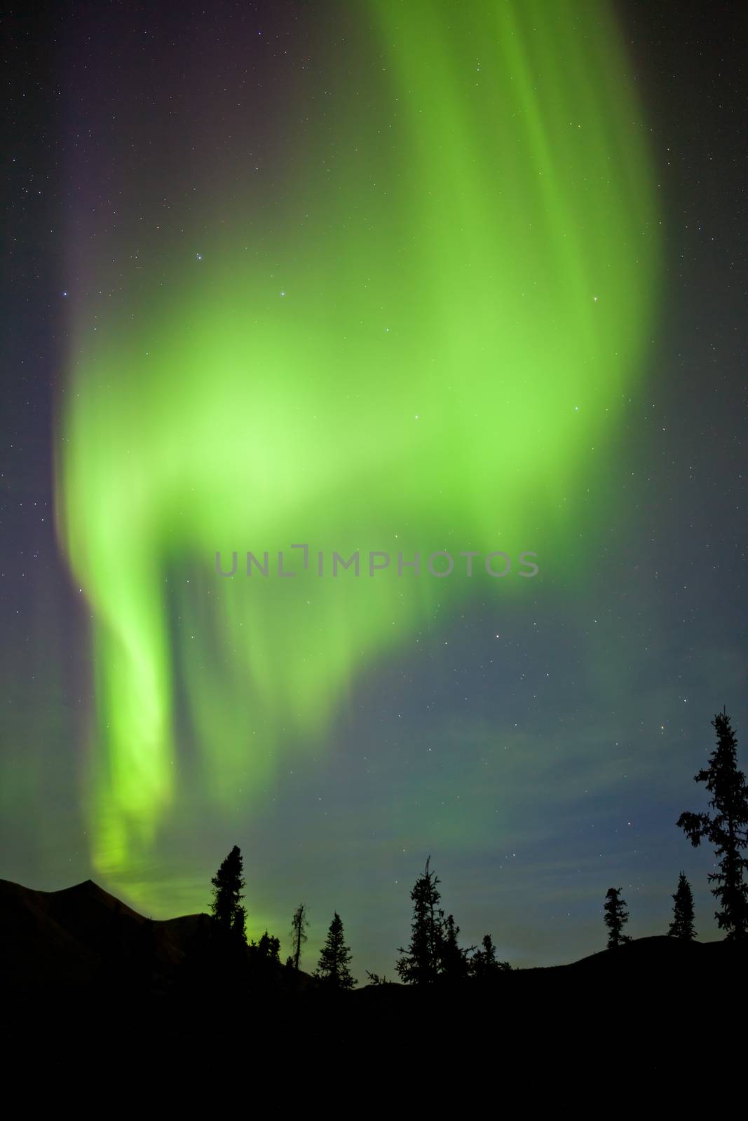 Intense bands of Northern lights or Aurora borealis or Polar lights dancing on night sky over boreal forest spruce trees of Yukon Territory, Canada