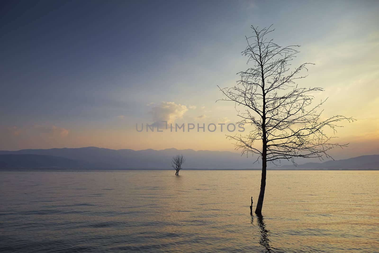 trees in lake in morning