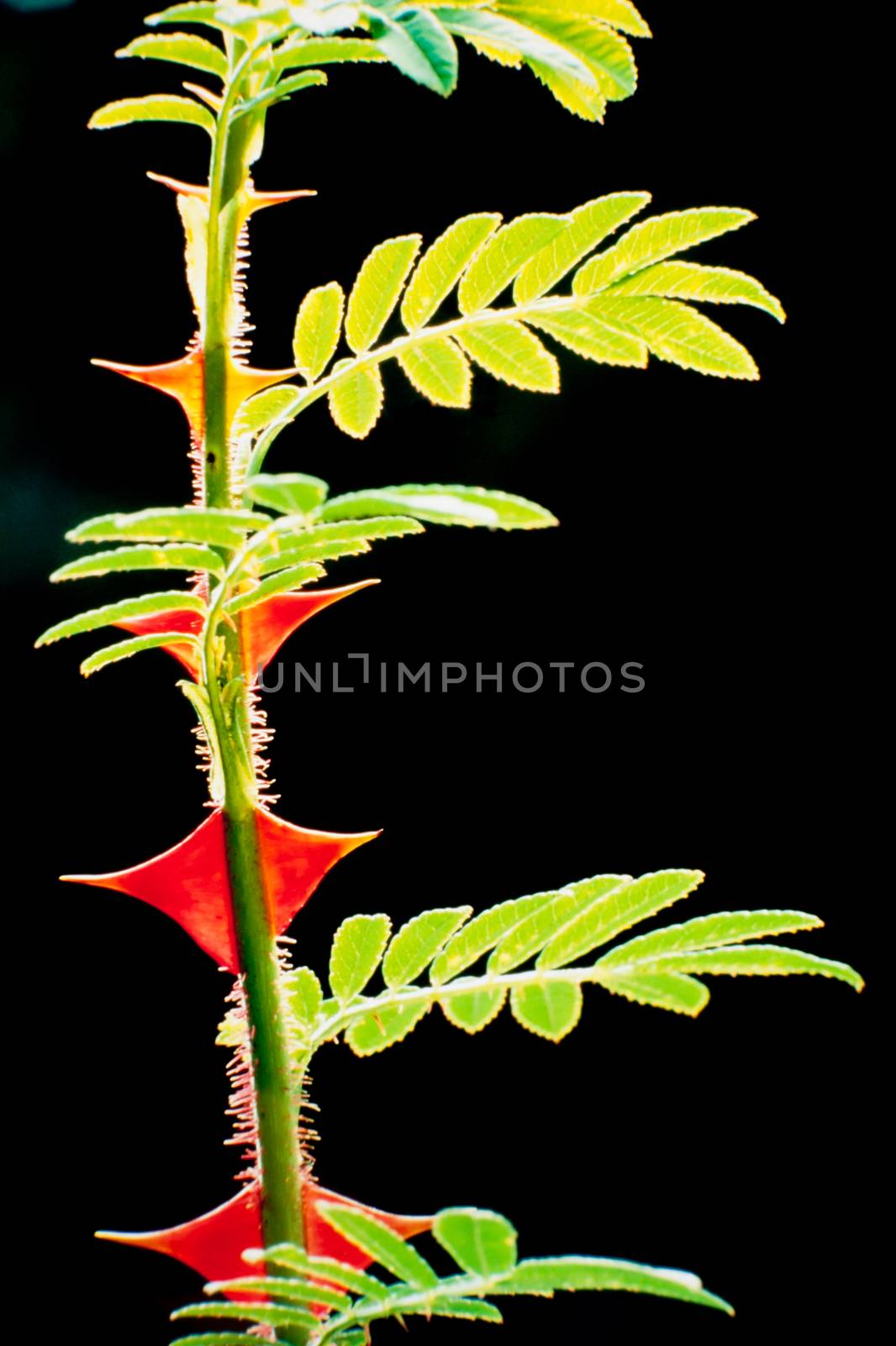 Macro detail of beautiful thorny rose stem covered in hairs with fresh green leaves backlit on a black background