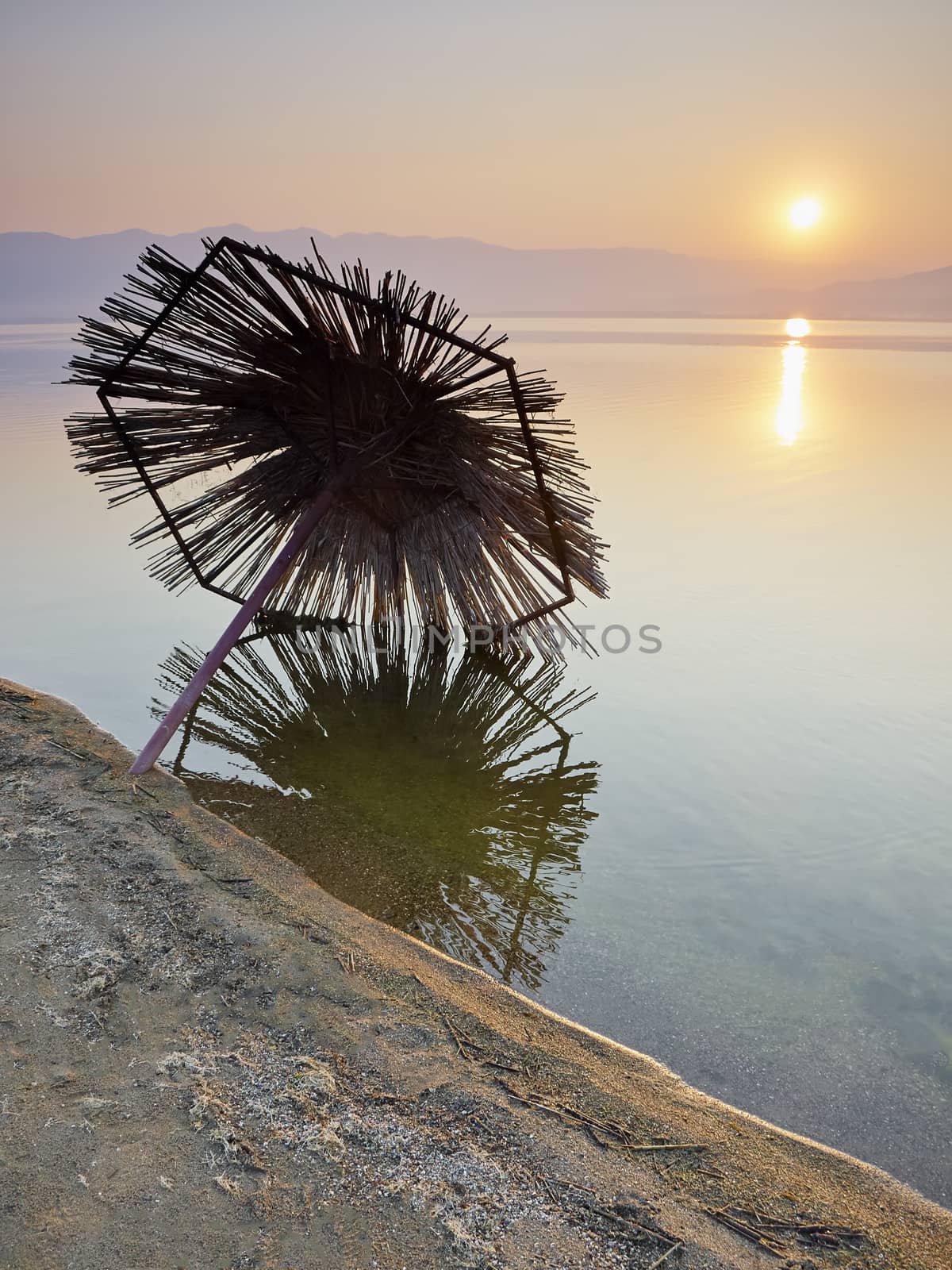 Fallen parasol reed in the lake at sunrise 